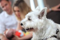 France, couple with child and West-highland dog — Stock Photo