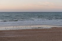 França, Normandia, pássaros na praia ao pôr do sol — Fotografia de Stock