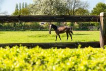 França, Normandia, cavalo em um prado — Fotografia de Stock
