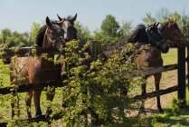 Frankreich, Normandie, Pferd auf einer Weide — Stockfoto
