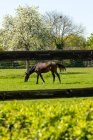 Francia, Normandia, cavallo in un prato — Foto stock