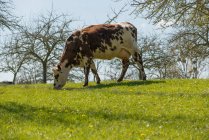 Франция, Нормандия, корова на лугу — стоковое фото
