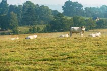 Франция, Нормандия, стадо коров на лугу — стоковое фото
