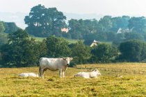 Francia, Normandía, rebaño de vacas en un prado - foto de stock