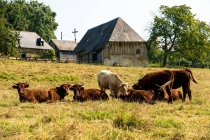 Francia Normandía, rebaño de vacas en un prado - foto de stock
