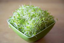 Bolw con semi germinati alfafa — Foto stock