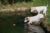 Dos perros jugando con una pelota en el agua - foto de stock