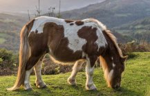 Живописный вид на траву, поедающую лошадей — стоковое фото