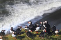 Atlantic puffins on grass, selective focus — Stock Photo