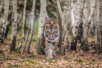 Sibirische Tigermaus spaziert im Wald — Stockfoto
