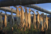 Trockenfutter auf islande, sudurland — Stockfoto