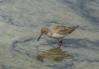 South West France, Arcachon Bay, Teich ornithological park, Common redshank in lagoon — Stock Photo