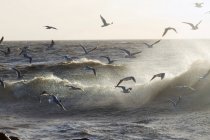 Gaivotas voando sobre as ondas. — Fotografia de Stock