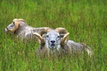 Ovelhas com chifres dourados, Islândia, Sudurland — Fotografia de Stock