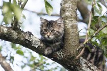 Norwegian forest cat sitting on branch of tree — Stock Photo