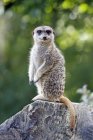 Africa, Namibia, Close-up of suricate standing on rock — Stock Photo