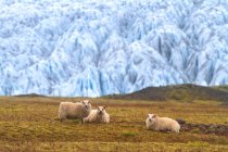 Vista panorâmica de ovelhas na lagoa Fjallsrln, Islândia — Fotografia de Stock