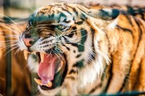Close-up de tigre rugindo no fundo borrado — Fotografia de Stock