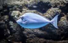 Vista panorâmica de peixes exóticos, foco seletivo — Fotografia de Stock