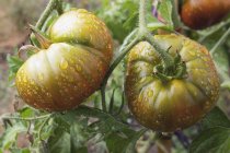Wassertropfen auf unreife Tomaten, die auf Pflanzen wachsen — Stockfoto