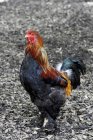 Close-up of rooster, selective focus — Stock Photo