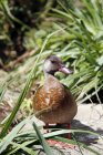 Normandy, Manche, close-up of teal with necklace standing in grass — Stock Photo