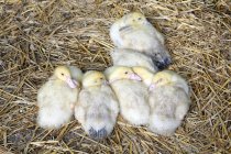 Patos en el heno, enfoque selectivo - foto de stock