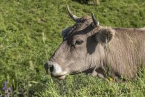 Close-up de vaca, Espanha, foco seletivo — Fotografia de Stock