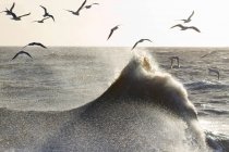 Чайки летают над волнами. — стоковое фото