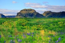 Island, Sudurland. Im Hintergrund Myrdalsjokull — Stockfoto
