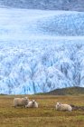 Vista panorámica de ovejas en la laguna de Fjallsrln, Islandia - foto de stock