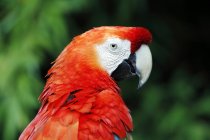 Brazil, Bahia, Itacar, Close-up of red and yellow macaw on blurred background — Stock Photo