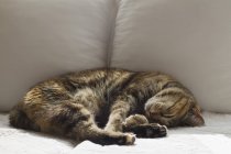 Симпатичный котенок Тэбби, спящий дома на диване — стоковое фото