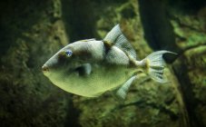 Vista panorâmica dos peixes tropicais, foco seletivo — Fotografia de Stock