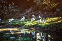 Группа пеликанов, идущих возле пруда в лесу — стоковое фото