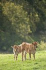 Scenic view of cows at meadow, France, Auvergne, Le Vedelou — Stock Photo
