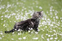 Cute tabby Norwegian kitten walking in blooming meadow — Stock Photo