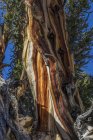 Tronco velho do pinheiro, floresta antiga do pinheiro de Bristlecone, floresta nacional de Inyo, Califórnia, EUA — Fotografia de Stock