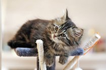 Carino tabby norvegese gattino giocare su gatto giocattolo — Foto stock