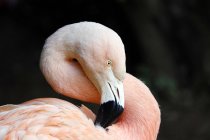 Bolivia, Altiplano, Laguna colorada, Close-up on a pink flamingo of Chile on black background — Stock Photo