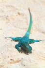 Крупним планом Блакитна Аруби волосистий ящірка на піску — стокове фото