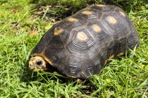 Крупный план черепахи на зеленой траве в природе — стоковое фото