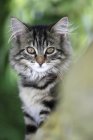 Norwegian forest cat perched in tree and looking at camera — Stock Photo