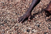 Trocknung von Kakaobohnen, selektiver Fokus — Stockfoto