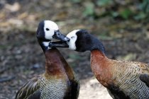 Normandia, Mancha, Close-up de assobiando patos brigando na natureza — Fotografia de Stock