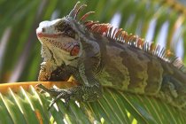 Venezuela, Margarita Island, close-up of iguana perching on branch — Stock Photo