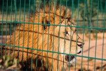 Крупним планом полонений лев дивиться в клітку — стокове фото