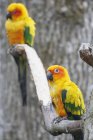 Крупный план ярких попугаев, сидящих на ветке — стоковое фото