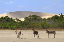 Brasil, Ceará, Parque Nacional Jericoacoara, Burros selvagens em pé na natureza — Fotografia de Stock