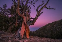 Árvores velhas sob o céu dramático no por do sol, floresta antiga do pinheiro de Bristlecone, floresta nacional de Inyo, Califórnia, EUA — Fotografia de Stock